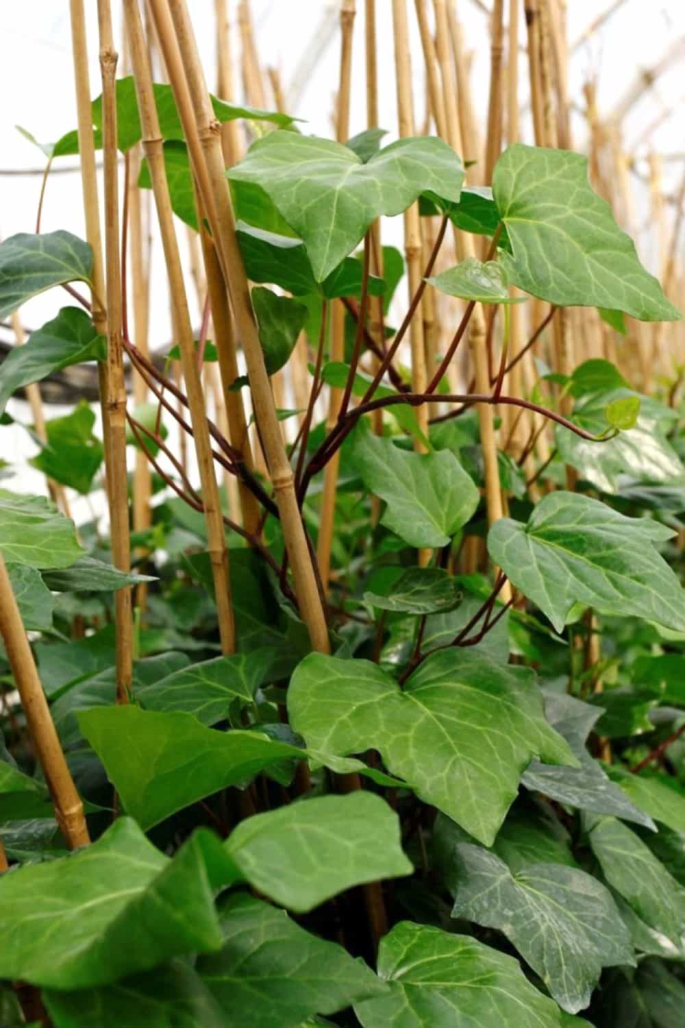 HEDERA ORMAN SARMAŞIĞI 1.5 Metre