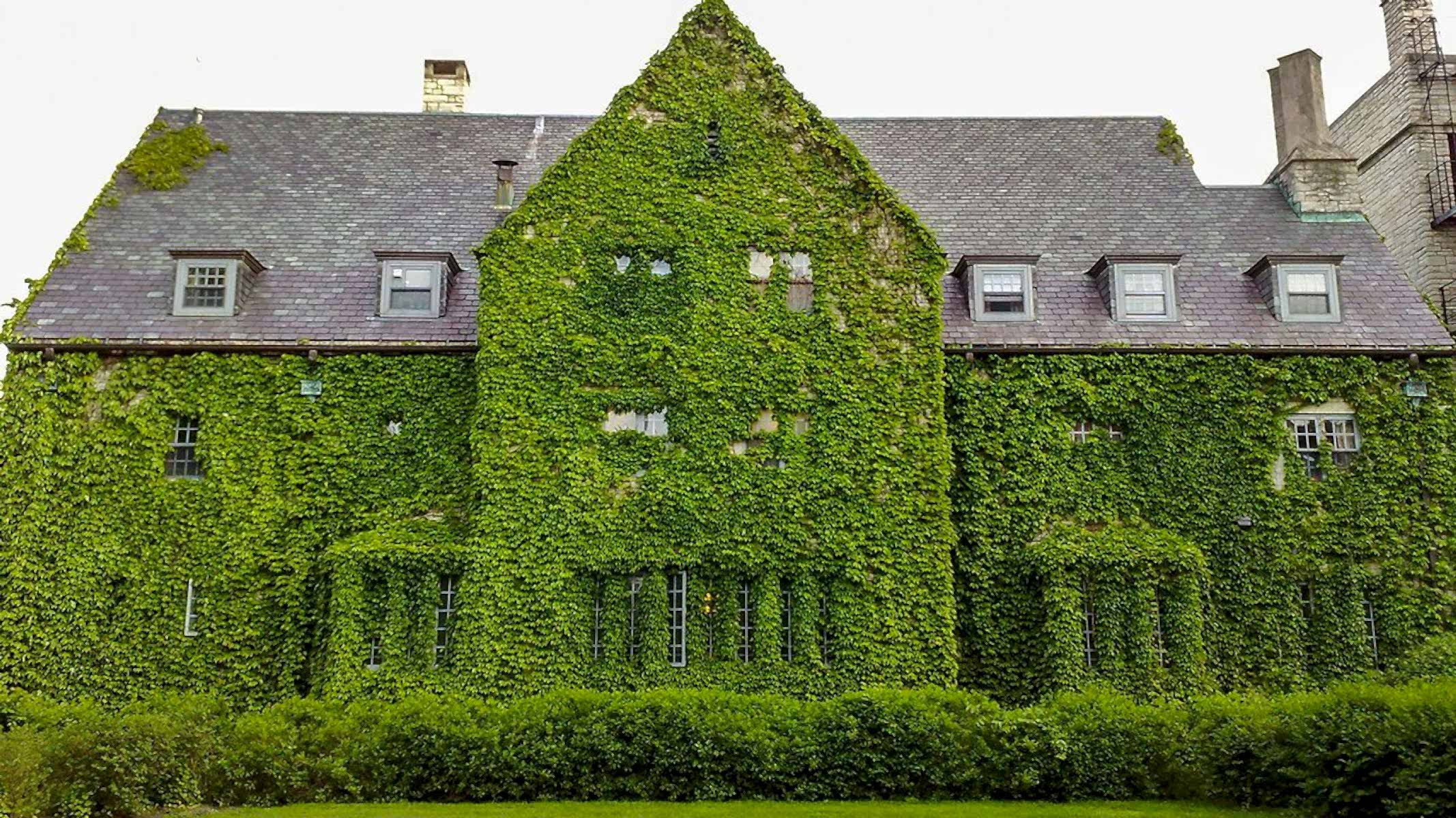 HEDERA SARMAŞIK - 1.5 + METRE SARILICI BİTKİ