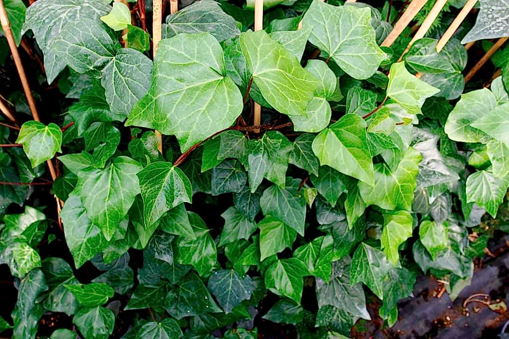 HEDERA SARMAŞIK - 1.5 + METRE SARILICI BİTKİ