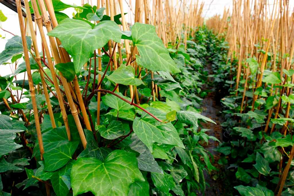 HEDERA SARMAŞIK - 1.5 + METRE SARILICI BİTKİ