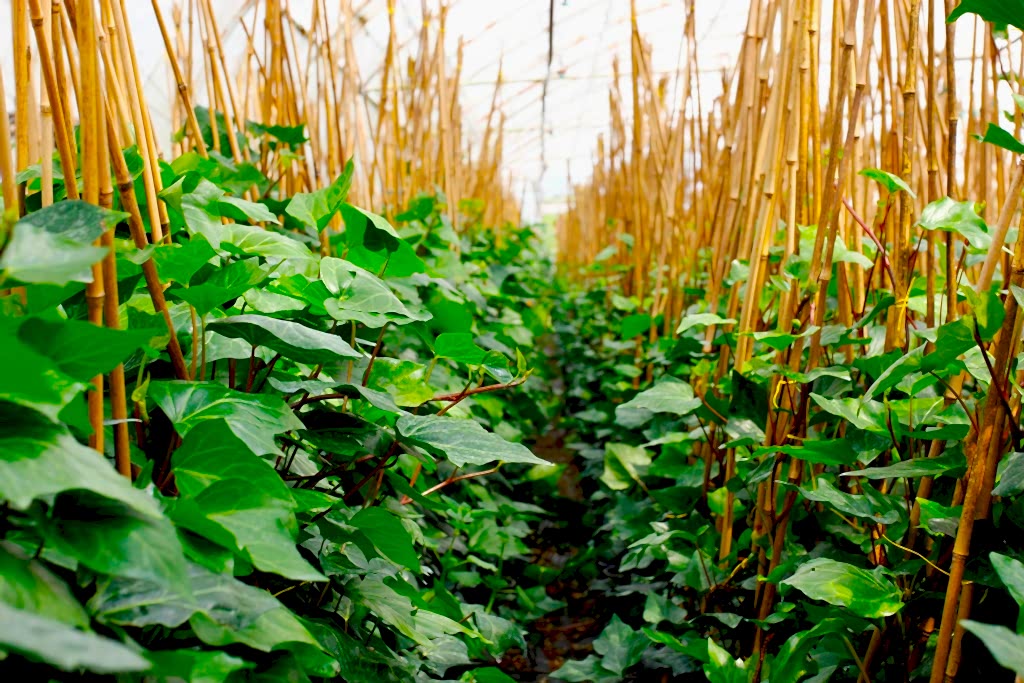 HEDERA SARMAŞIK - 1.5 + METRE SARILICI BİTKİ