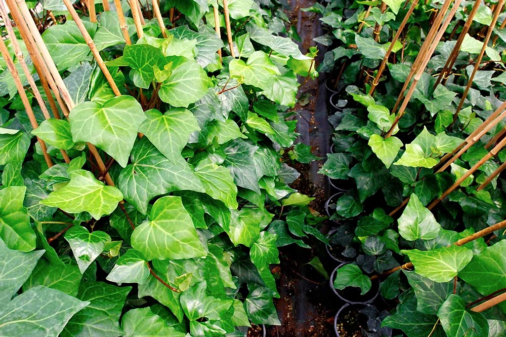 HEDERA SARMAŞIK - 1.5 + METRE SARILICI BİTKİ