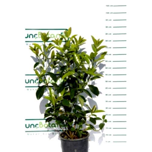 KARTOPU LUCİDUM - 1 METRE ÇİT BİTKİSİ