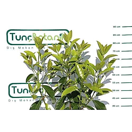 KARTOPU LUCİDUM - 1 METRE ÇİT BİTKİSİ