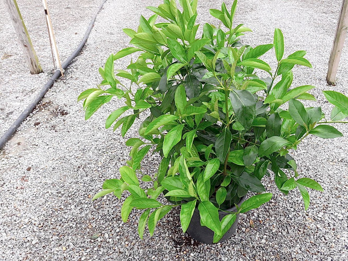 KARTOPU LUCİDUM - 1 METRE ÇİT BİTKİSİ