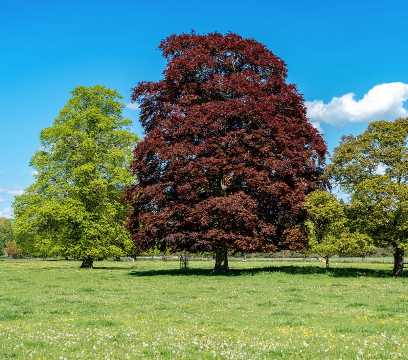 KIRMIZI KAYIN FİDANI - Fagus Sylvatica Atropurpurea