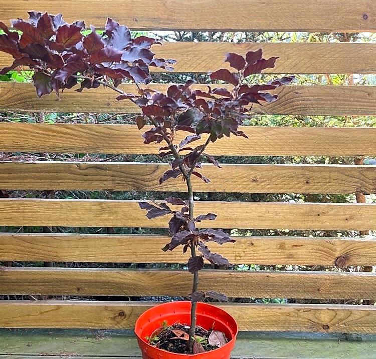 KIRMIZI KAYIN FİDANI - Fagus Sylvatica Atropurpurea