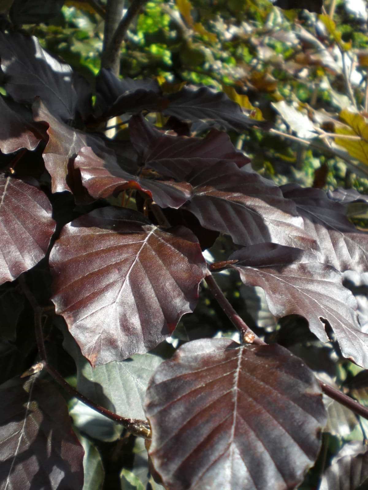 KIRMIZI KAYIN FİDANI - Fagus Sylvatica Atropurpurea