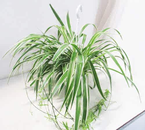 KURDELE ÇİÇEĞİ - HEDİYELİK SALON OFİS BİTKİSİ