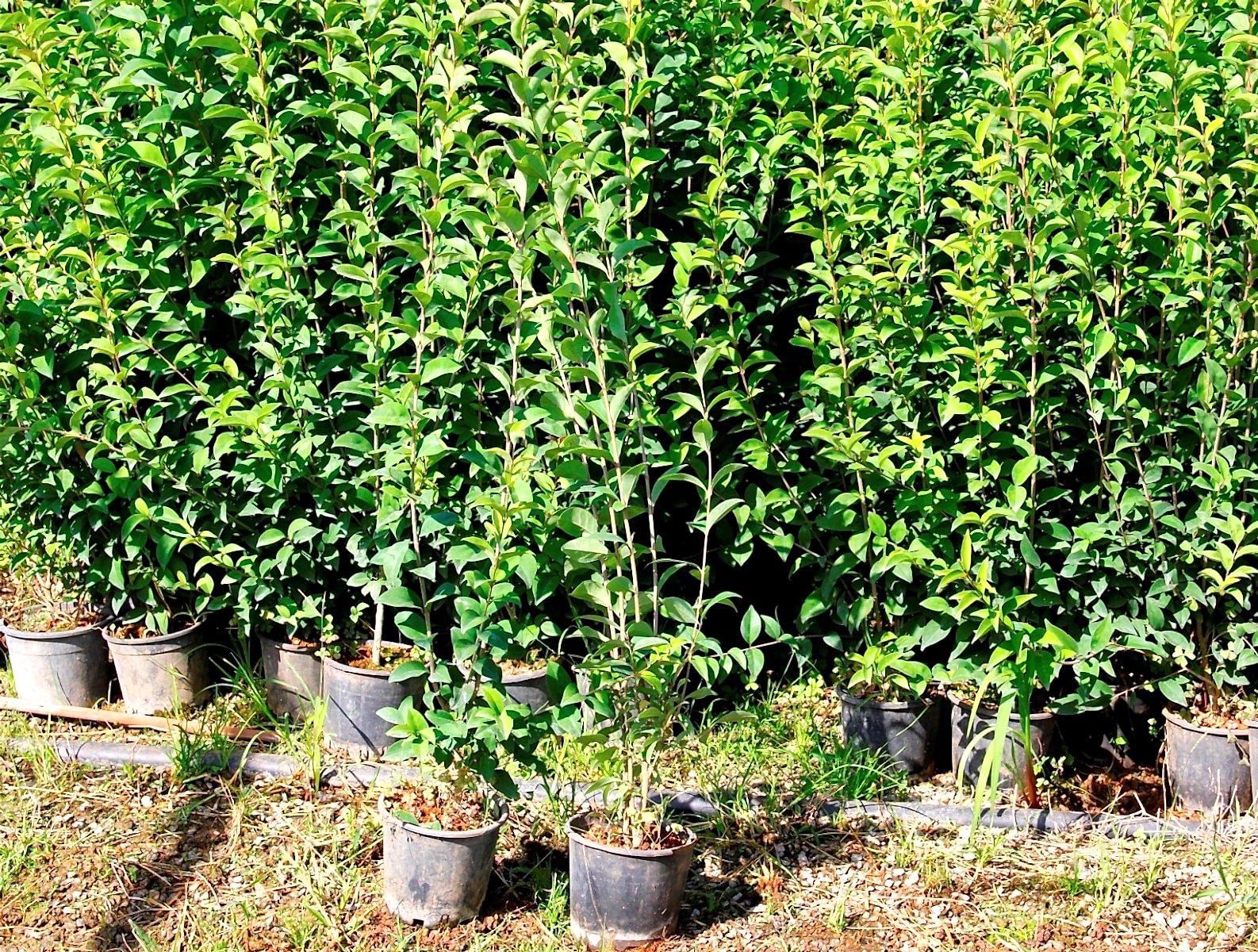 LİGUSTRUM KURTBAĞRI 10 ADET 100-120 cm - ÇİT BİTKİSİ (BÜYÜK BOY)