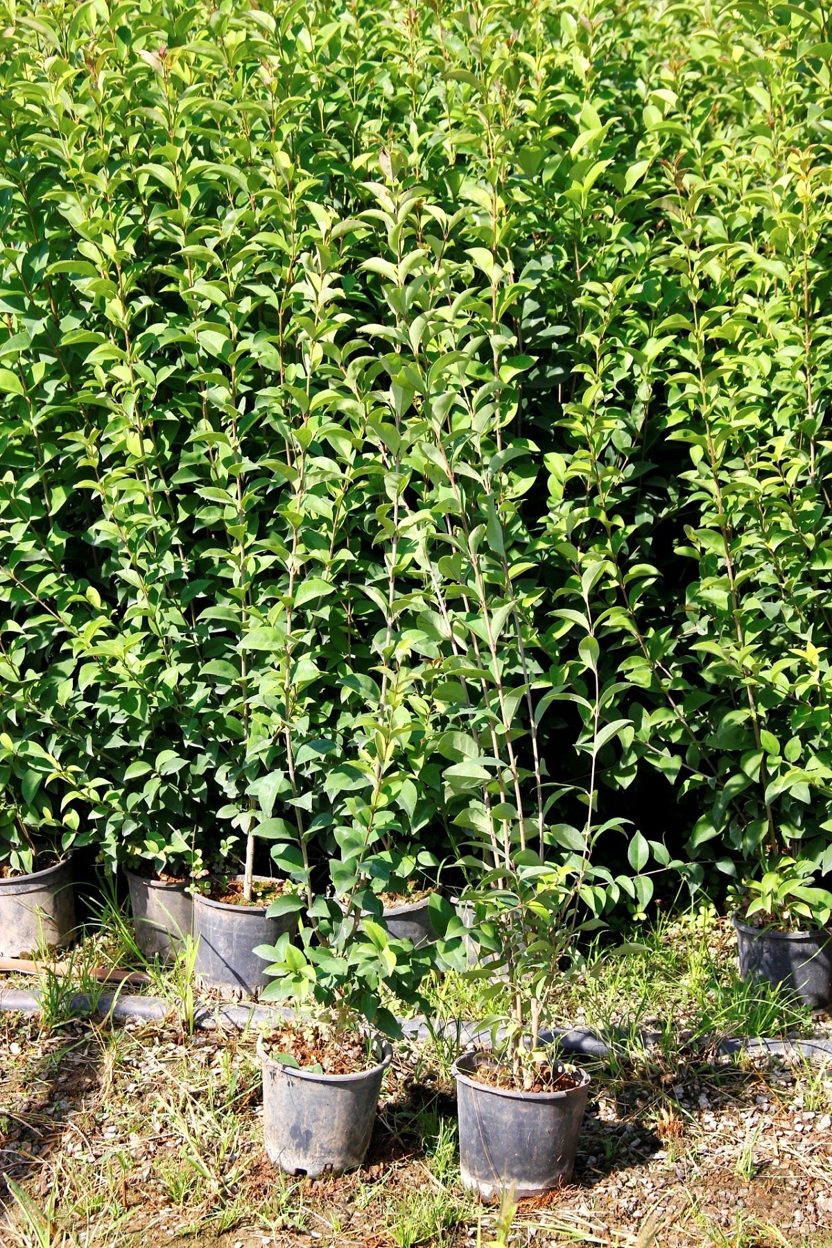 LİGUSTRUM KURTBAĞRI 10 ADET 100-120 cm - ÇİT BİTKİSİ (BÜYÜK BOY)
