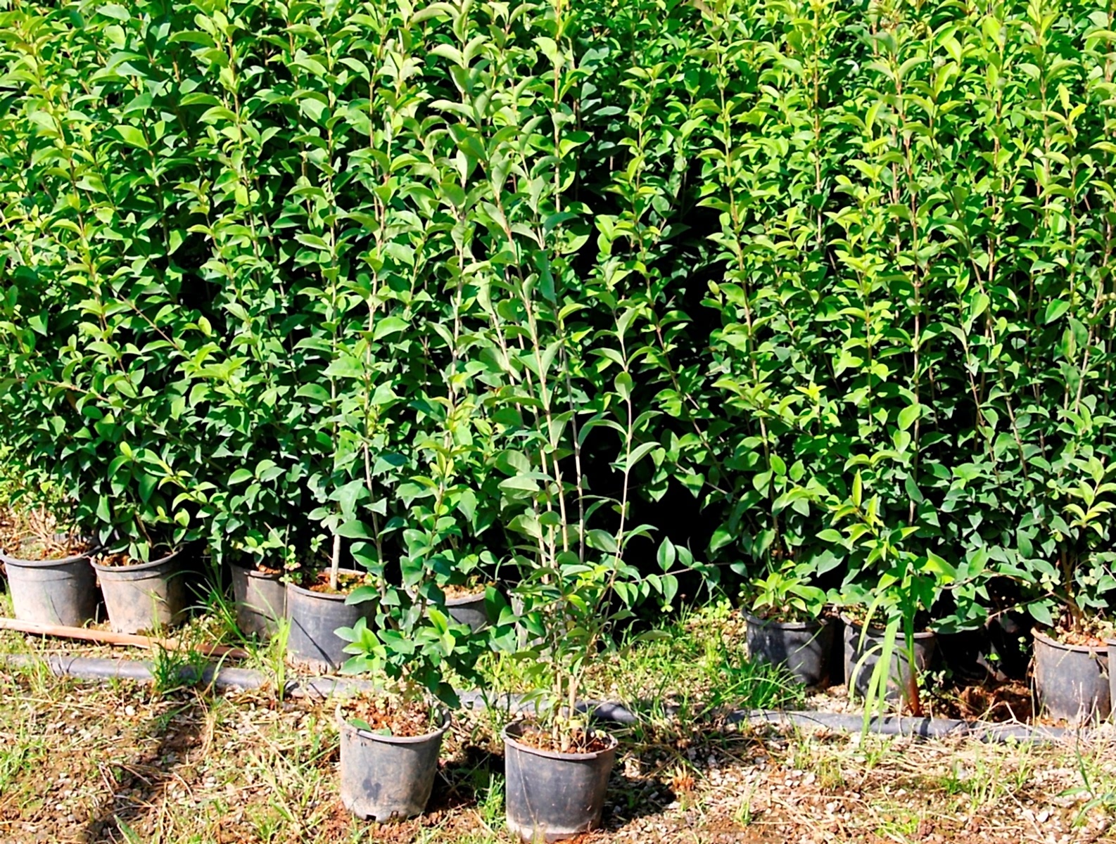 LİGUSTRUM KURTBAĞRI 5 ADET 100-120 cm - ÇİT BİTKİSİ (BÜYÜK BOY)
