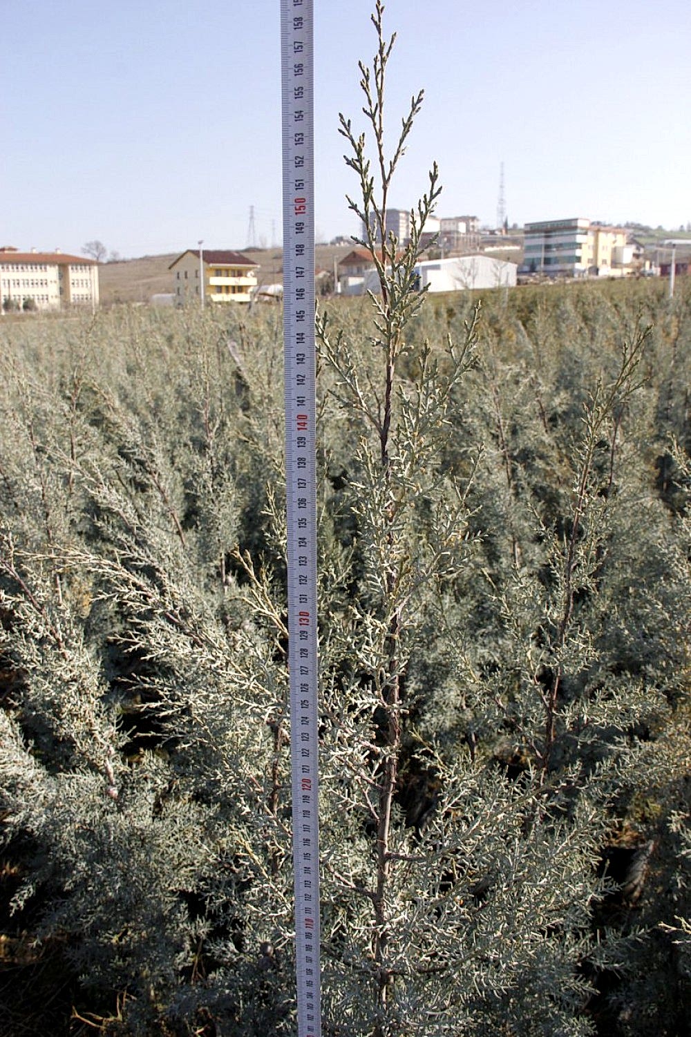 MAVİ SERVİ - AŞILI  ÇİT BİTKİSİ 1 -1.5 METRE