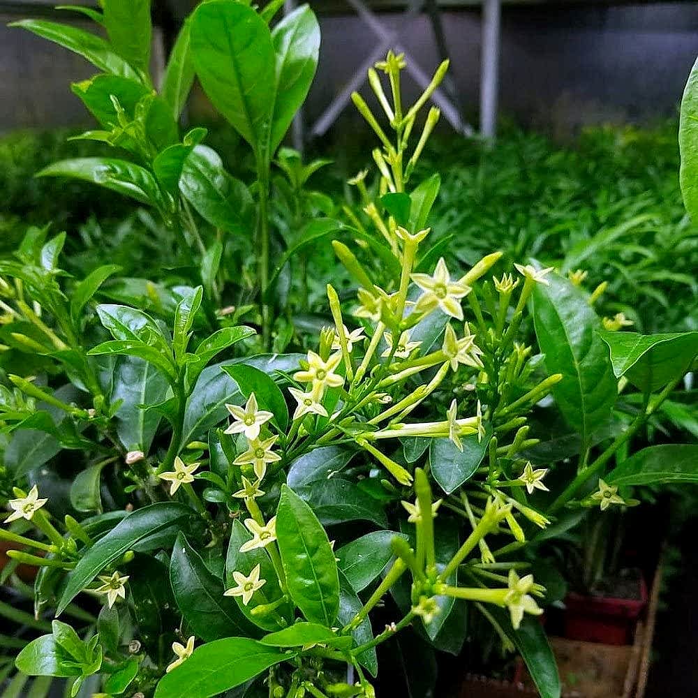MELİSA ÇİÇEĞİ FİDANI 3 ADET - Cestrum Nocturnum