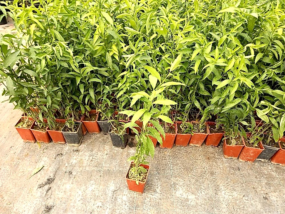 MELİSA ÇİÇEĞİ FİDANI 3 ADET - Cestrum Nocturnum
