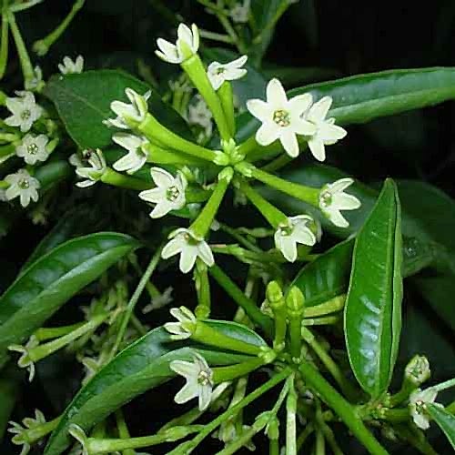 MELİSA ÇİÇEĞİ FİDANI 3 ADET - Cestrum Nocturnum
