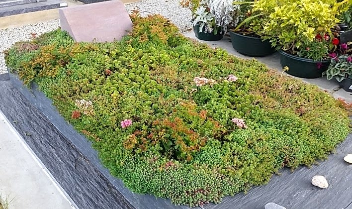 MEZAR - KABİR  SEDUM BİTKİ SETİ - 90 ADET 2 ÇEŞİT KURAKÇIL BİTKİ