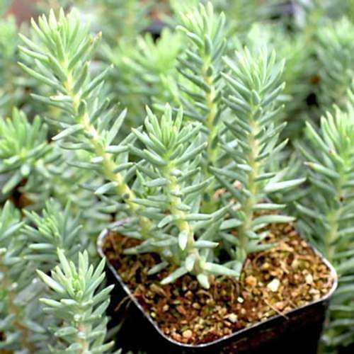 MEZAR - KABİR  SEDUM BİTKİ SETİ - 90 ADET 2 ÇEŞİT KURAKÇIL BİTKİ