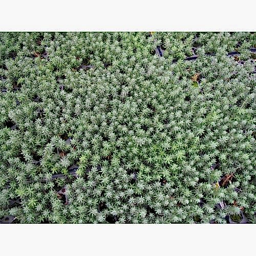 MEZAR - KABİR  SEDUM BİTKİ SETİ - 90 ADET 2 ÇEŞİT KURAKÇIL BİTKİ