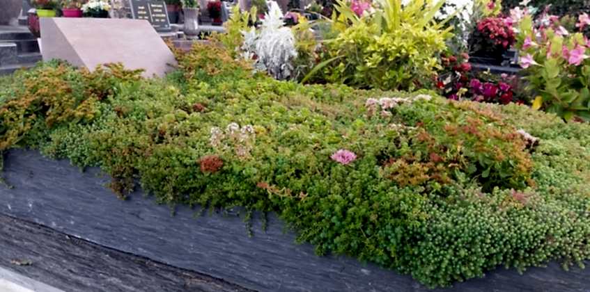 MEZAR - KABİR  SEDUM BİTKİ SETİ - 90 ADET 2 ÇEŞİT KURAKÇIL BİTKİ