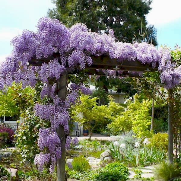 MOR SALKIM FİDANI - Wisteria Sinensis