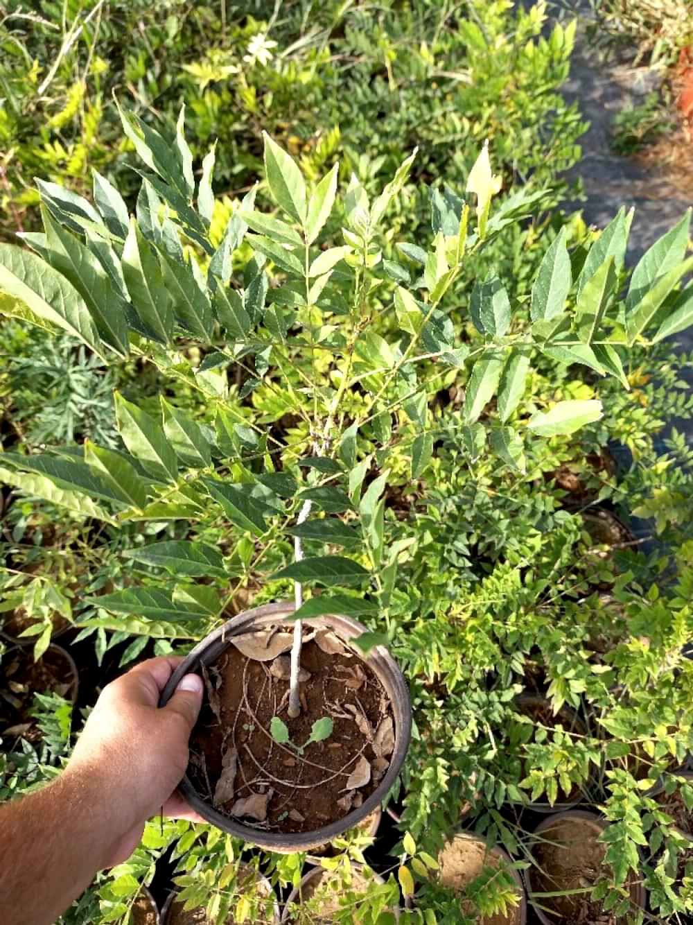 MOR SALKIM FİDANI - Wisteria Sinensis