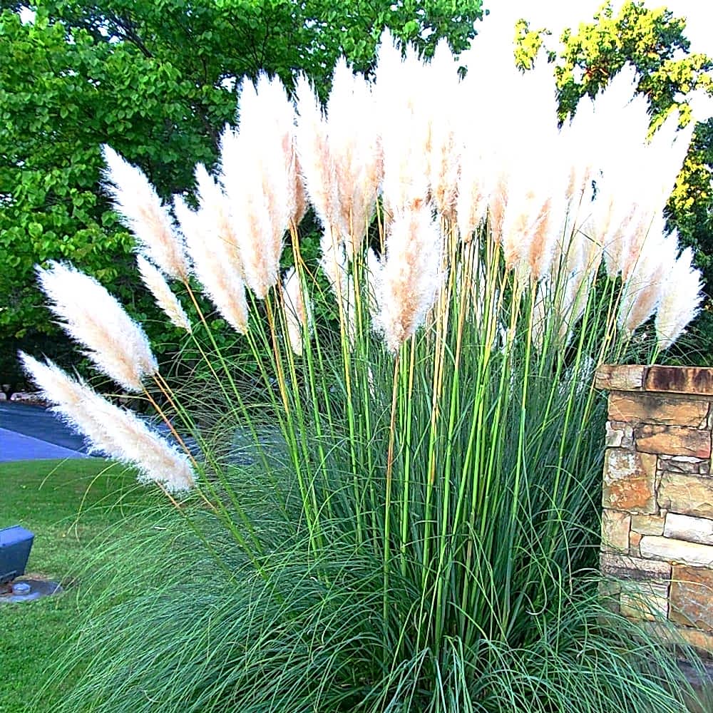 PAMPAS OTU - SAZ PÜSKÜLÜ