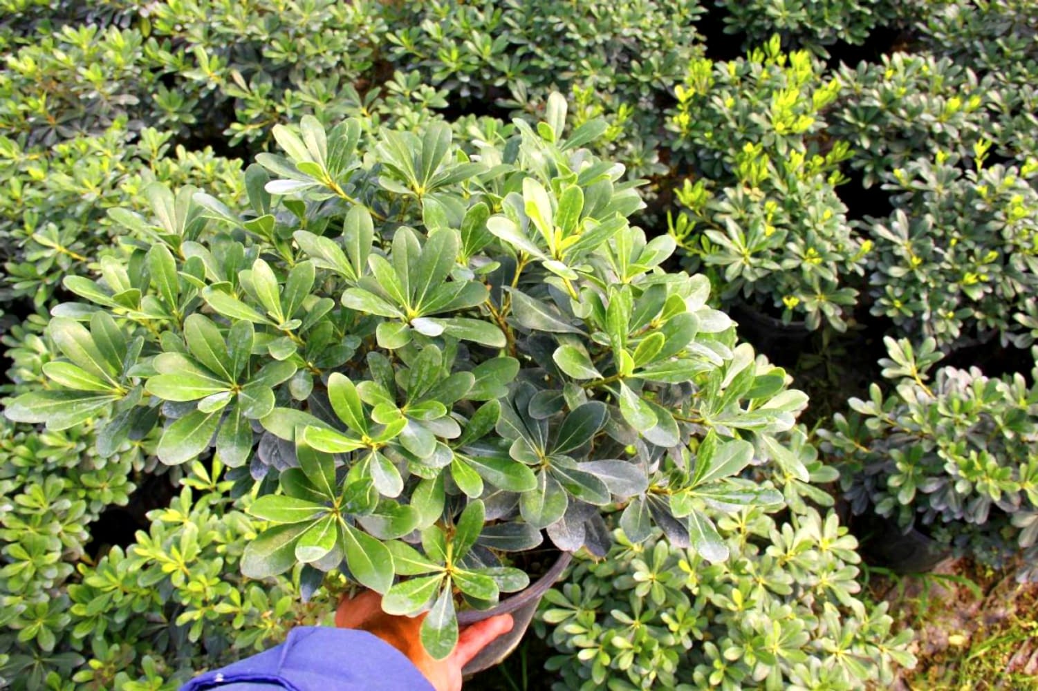 PİTOSPORUM 1 ADET PAKET - YER ÖRTÜCÜ DIŞ MEKAN BİTKİSİ