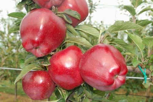 Red Chief Elma Fidanı 3 Yaş Tüplü ve Aşılı