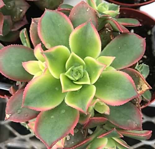 Aeonium Kiwi - 20 ADET SUKULENT - TERARYUM BİTKİSİ