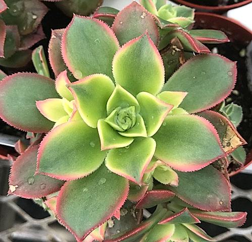 Aeonium Kiwi - 5 ADET SUKULENT - TERARYUM BİTKİSİ