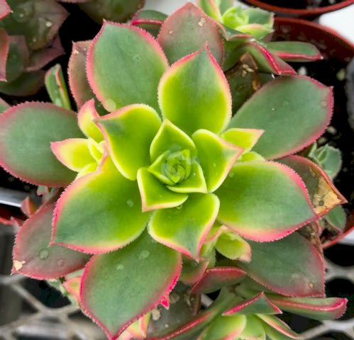 Aeonium Kiwi - 50 ADET SUKULENT - TERARYUM BİTKİSİ