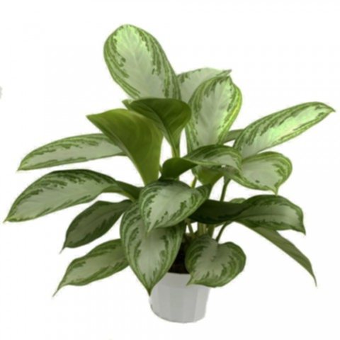 Aglonema Silver - Çin Herdemyeşili