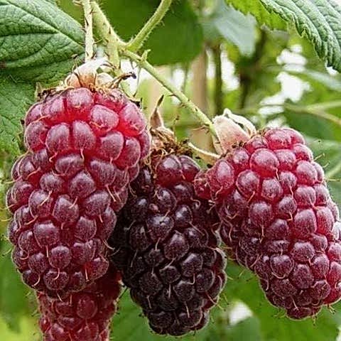 Ahududu Frambuaz Fidanı 2 Yaş Tüplü 2 Adet