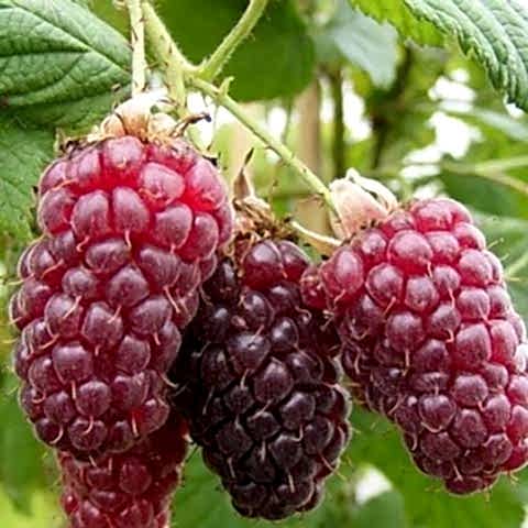 Ahududu Frambuaz Fidanı 2 Yaş Tüplü 3 Adet