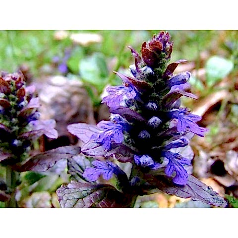 AJUGA - 10 ADET  BORDO YER ÖRTÜCÜ BİTKİ