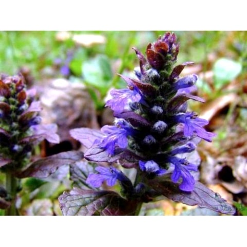AJUGA 20 ADET - BORDO RENKLİ YER ÖRTÜCÜ BİTKİ