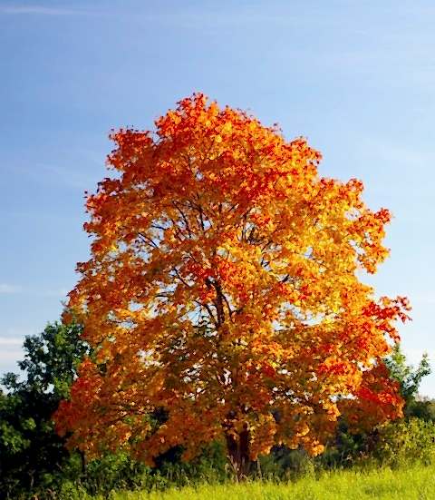 AKÇAAĞAÇ FİDANI - Acer Platanoides