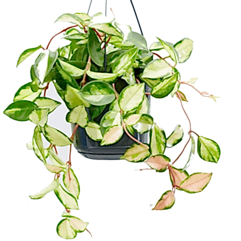 Alacalı Mum Çiçeği (Hoya carnosa Tricolor) - Askılı Saksıda