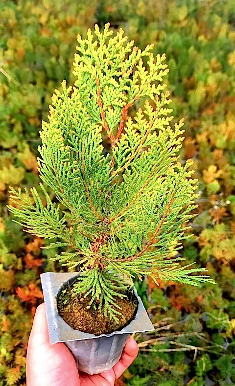 ALTUNİ MAZI FİDANI 3 ADET 20-30 cm - SARI ÇİT BİTKİSİ