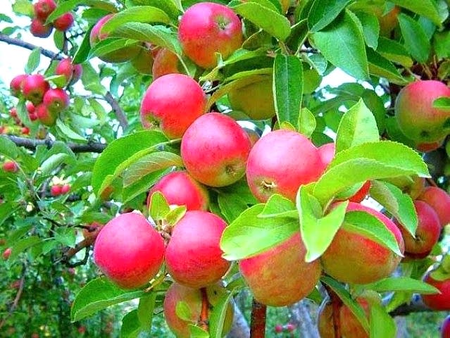 Amasya (Misket) Elma Fidanı 3 Yaş Tüplü ve Aşılı