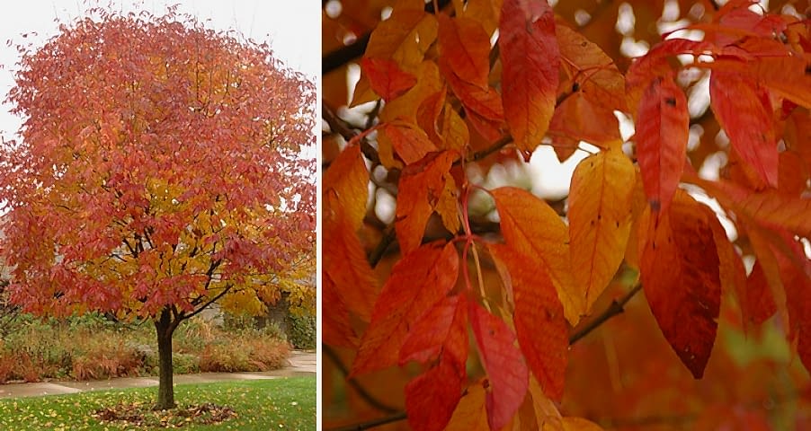 AMERİKAN DİŞBUDAK FİDANI 3 ADET - Fraxinus Americana