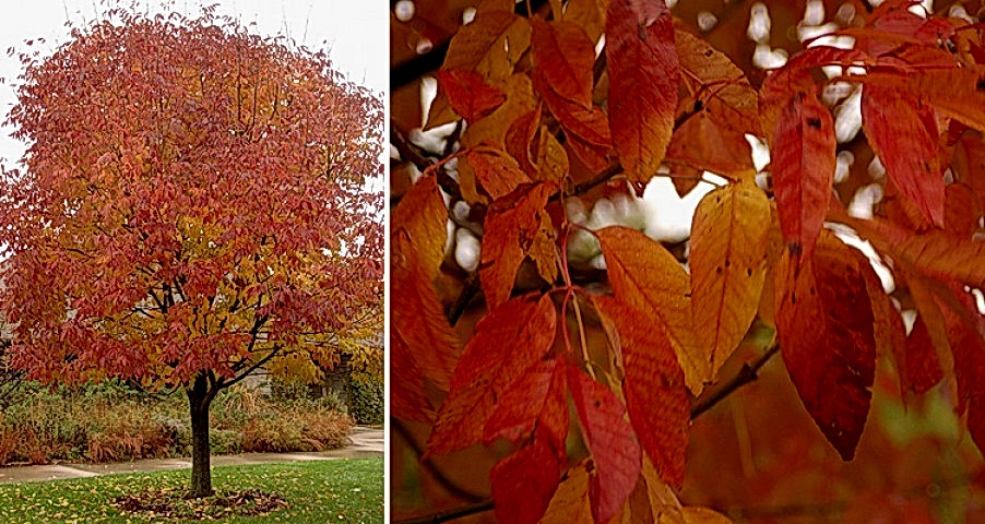 AMERİKAN DİŞBUDAK FİDANI - Fraxinus Americana