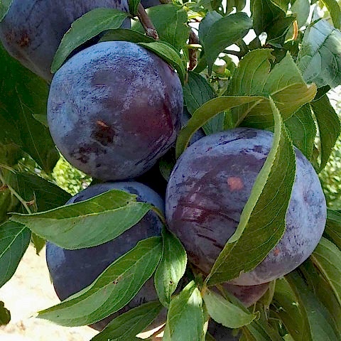 ANJELİKA ERİK FİDANI 3 ADET TÜPLÜ 100-150 cm