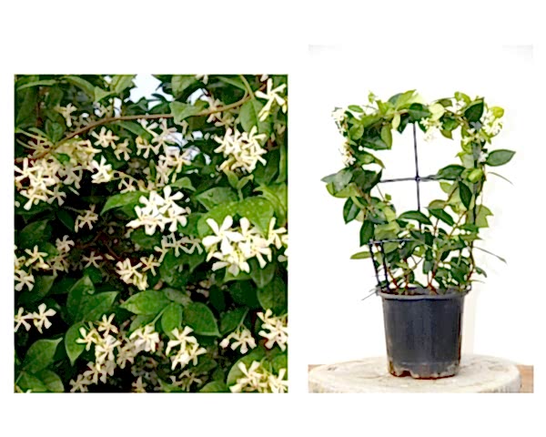 ARAP YASEMİNİ 10 ADET PERGOLA FORMLU 40-60 CM