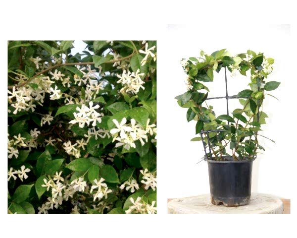 ARAP YASEMİNİ 3 ADET PERGOLA FORMLU 40-60 CM