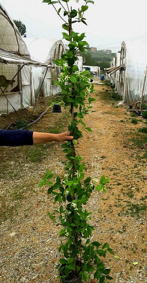 ARAP YASEMİNİ BÜYÜK BOY 2-2.5 METRE - 10 ADET ÇİÇEKLİ KOKULU SARILICI BİTKİ