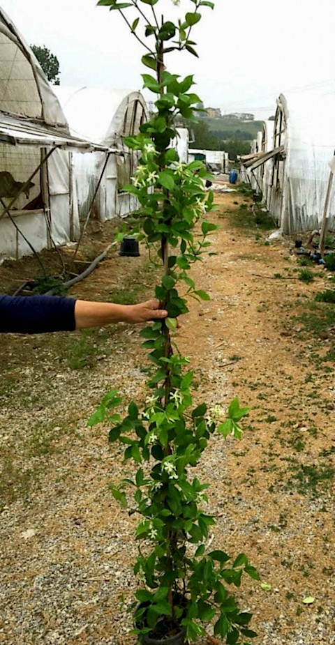 ARAP YASEMİNİ BÜYÜK BOY 2-2.5 METRE -  3 ADET ÇİÇEKLİ KOKULU SARILICI BİTKİ