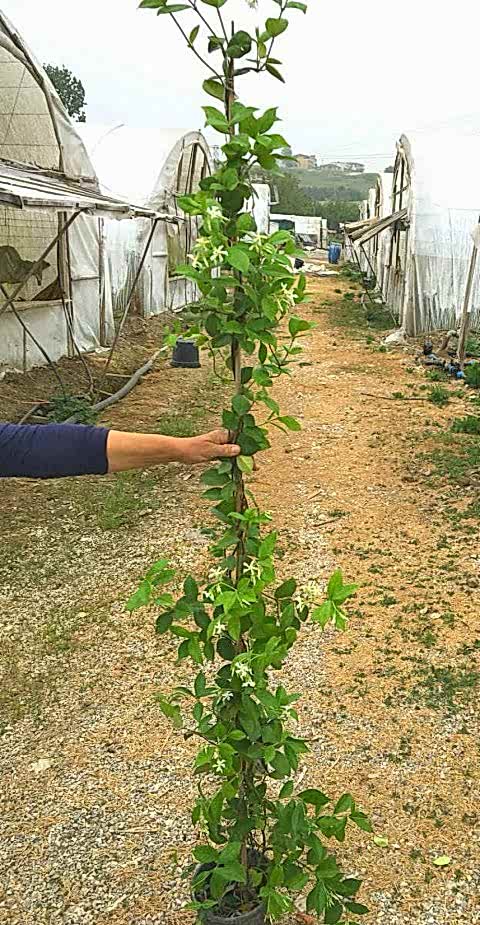 ARAP YASEMİNİ BÜYÜK BOY 2- 2.5 METRE -  5 ADET ÇİÇEKLİ KOKULU SARILICI BİTKİ