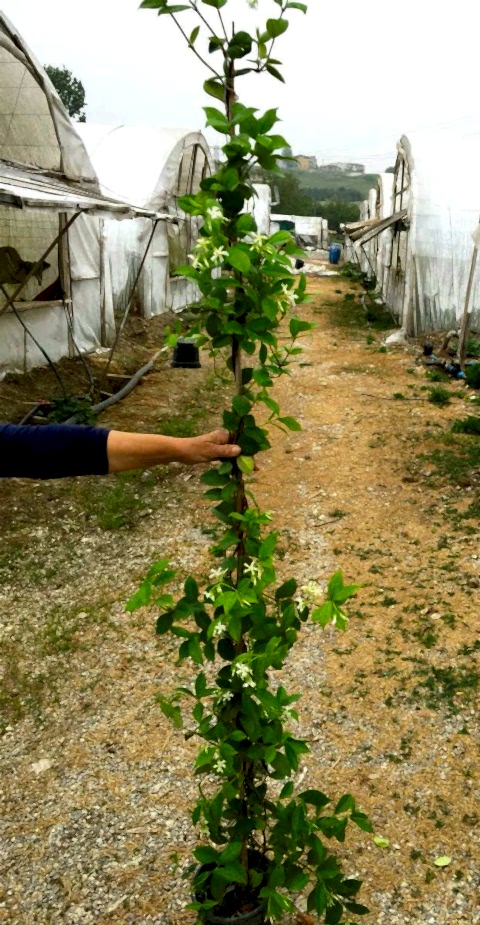 ARAP YASEMİNİ BÜYÜK BOY 2-2.5 METRE - ÇİÇEKLİ KOKULU SARILICI BİTKİ